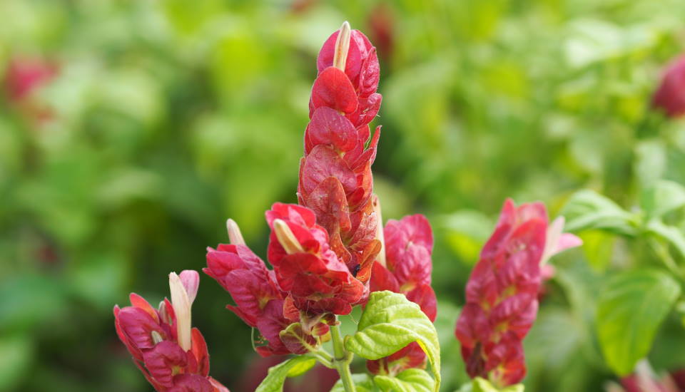 Red Shrimp Plant