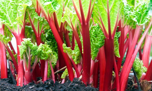 Good companion plants for strawberry Rhubarb