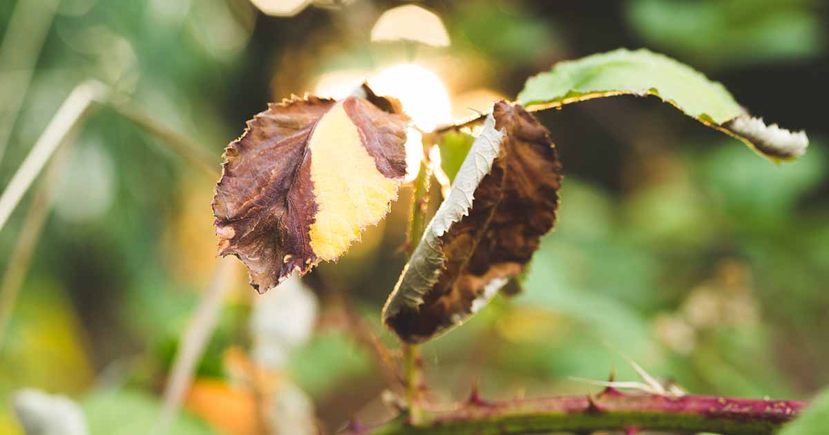 Rose Leaves Turning Yellow – Causes and Solutions