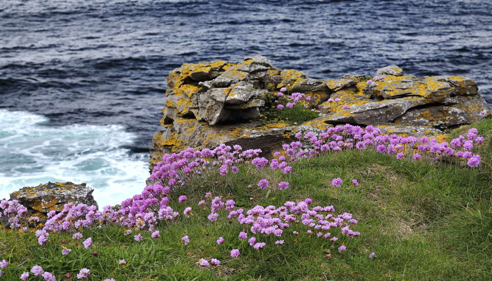 Sea Thrift