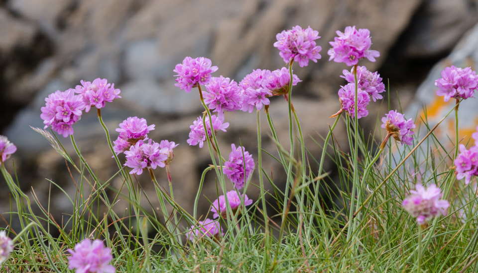 Sea Thrift