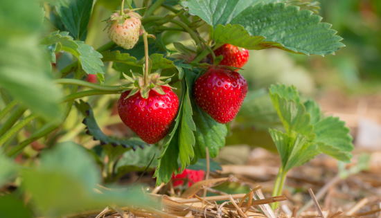 Strawberries