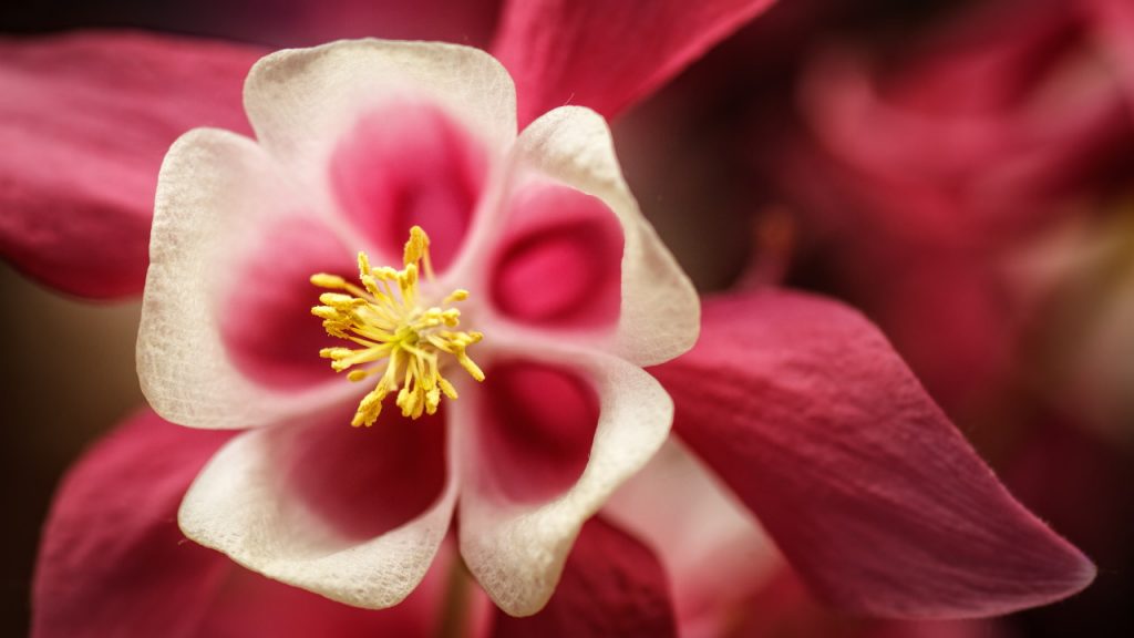 Common Columbine