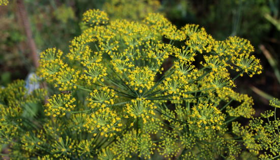 Umbellifers