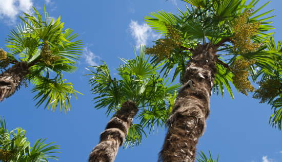 Wnidmill Palm Trees