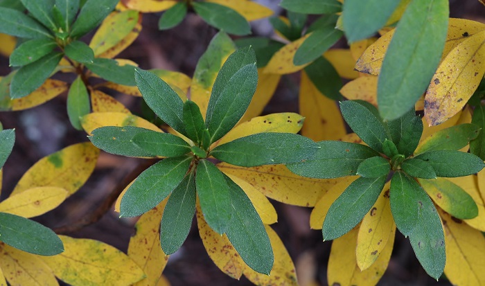 Azalea Leaves Turning Yellow – Causes and Solutions