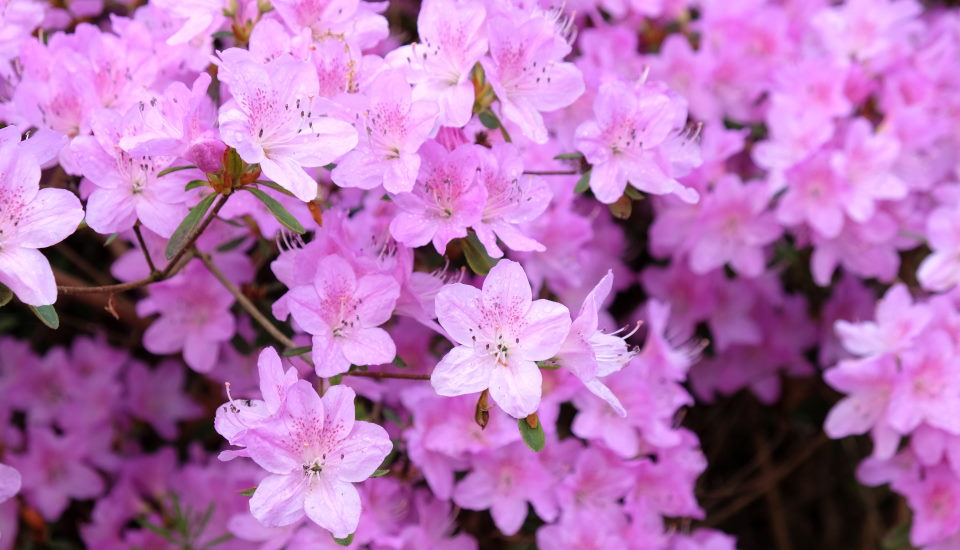 Azalea Bushes