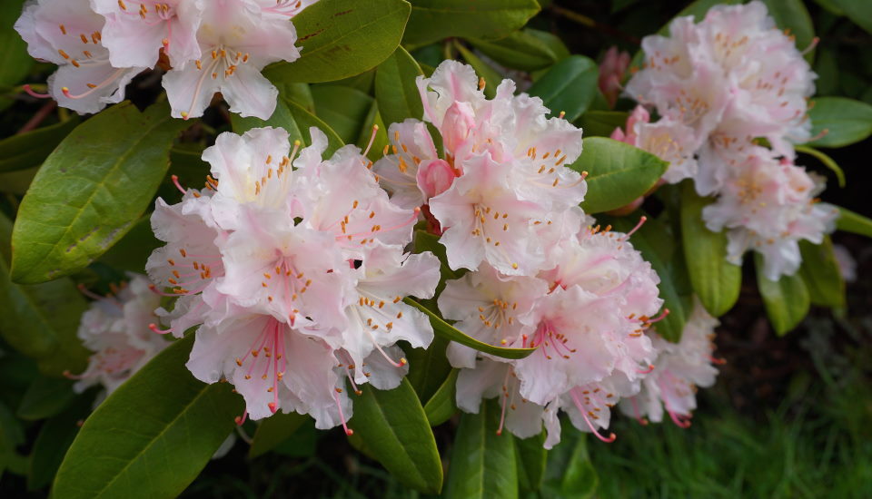 Azalea Bushes