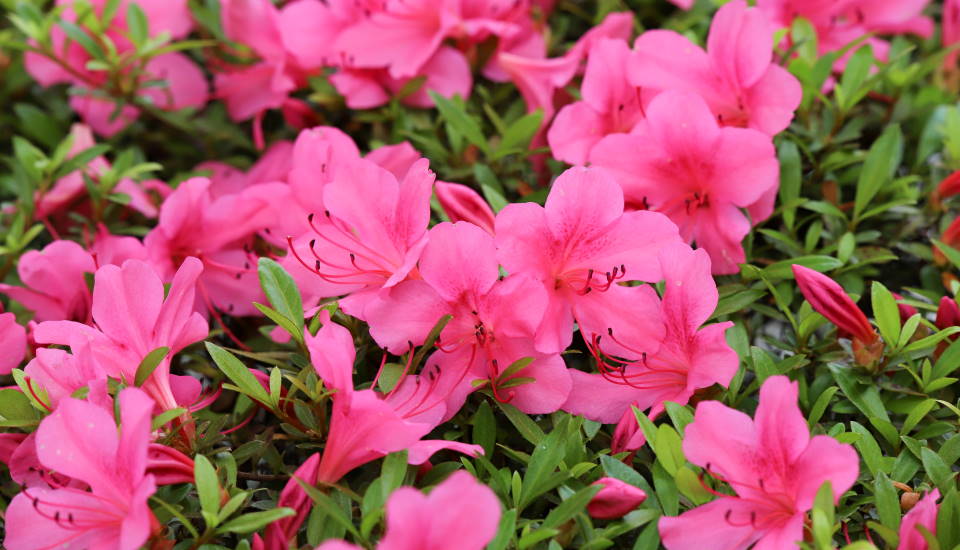 Azalea Bushes