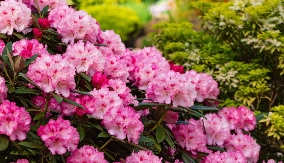 Azalea Bushes