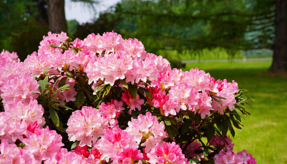 Azalea Bushes