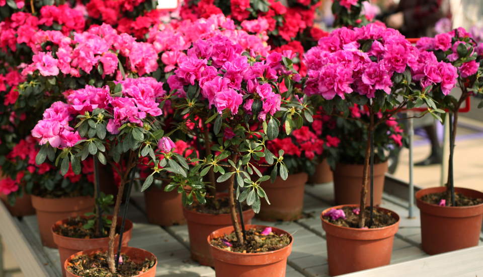 Azalea Bushes