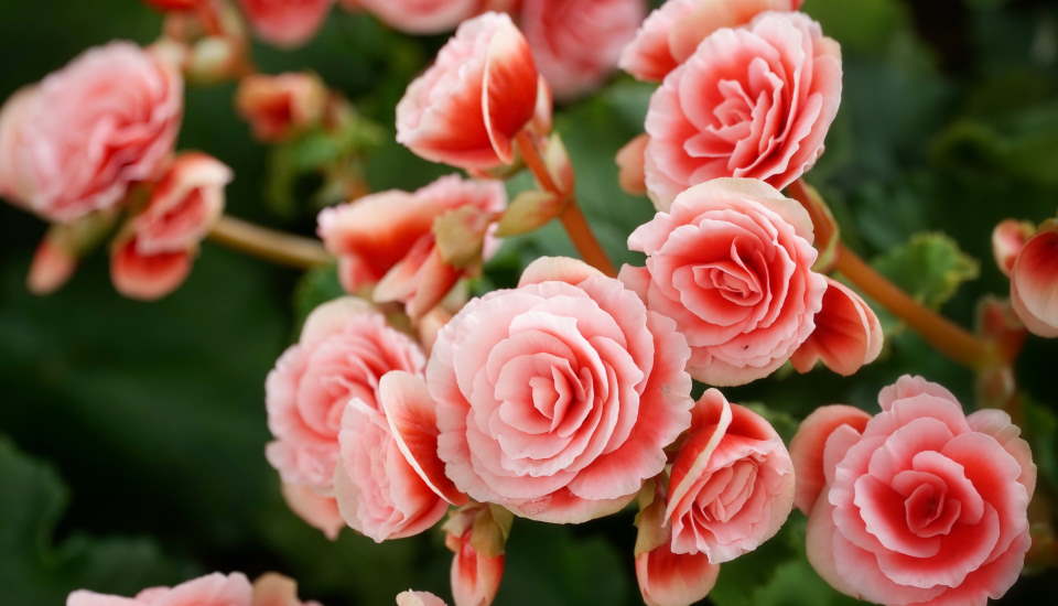 Begonia, Characteristics, Fragrance and Flowering Period