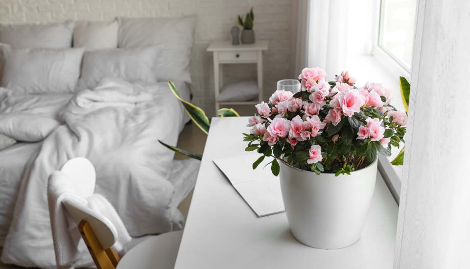 Begonia, pot, white bed