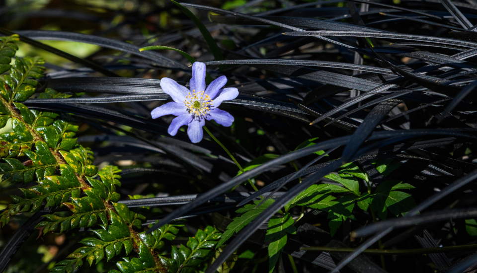 Black Mondo Grass, Blue Flower