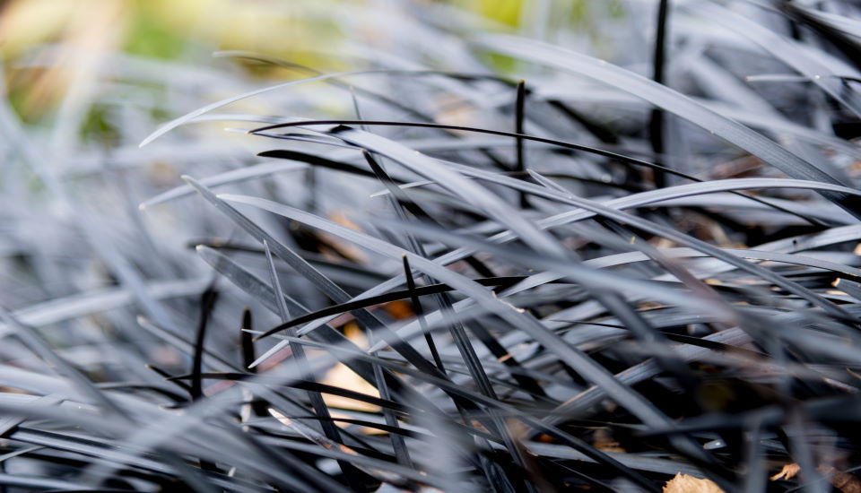 Decorative Black Mondo Grass