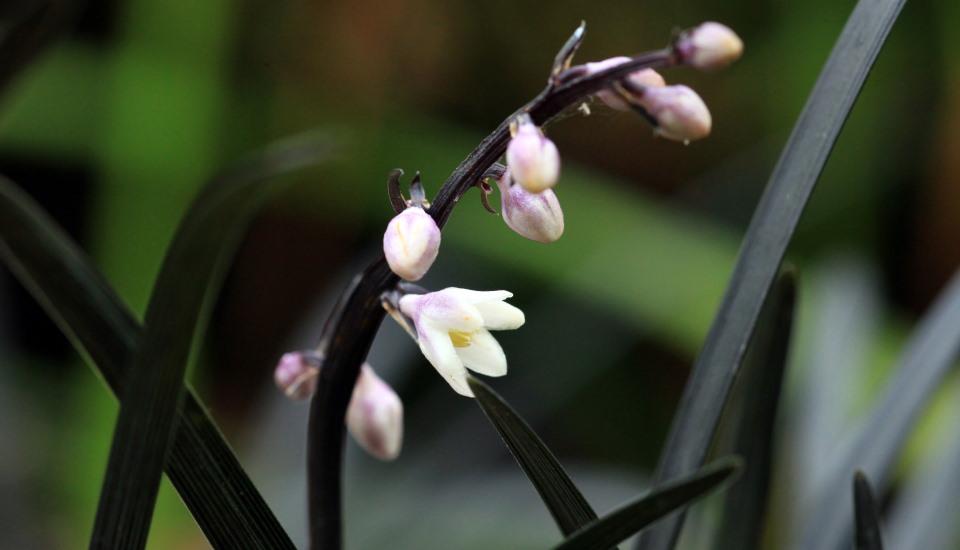 Black Mondo Grass Flowers