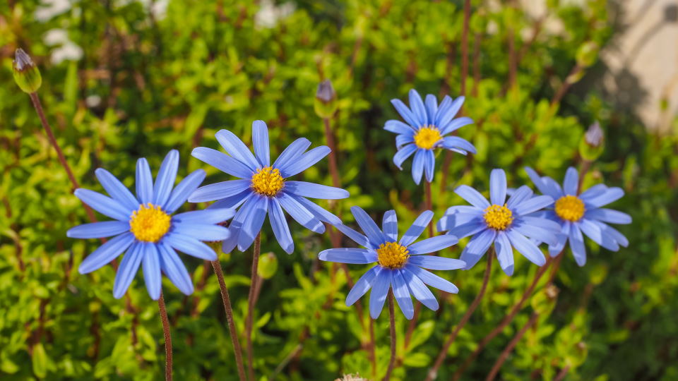 Blue Daisies