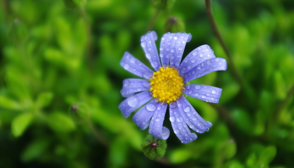 Blue Daisy