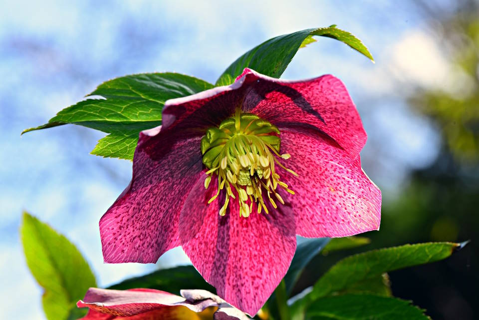 Hellebore (Helleborus Orientalis) : How to Grow & Care