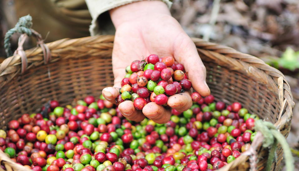 Fresh Coffee Beans