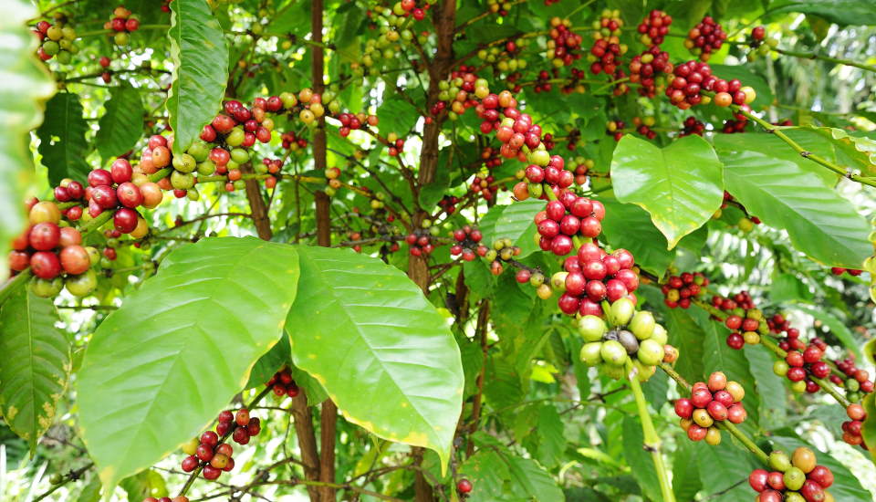 Coffee Tree