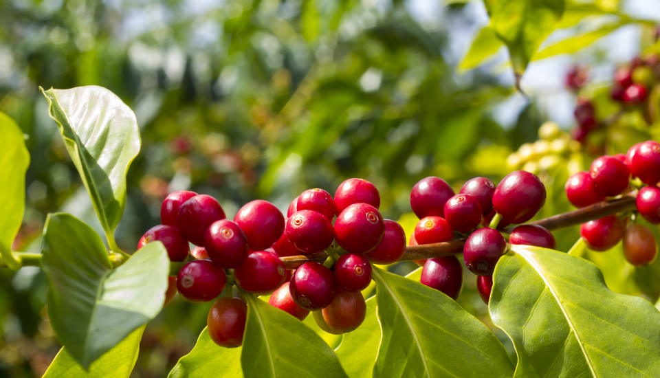 Coffee Plant