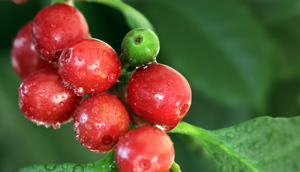 Dilicious Coffee Beans