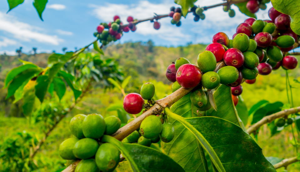 Coffee Beans