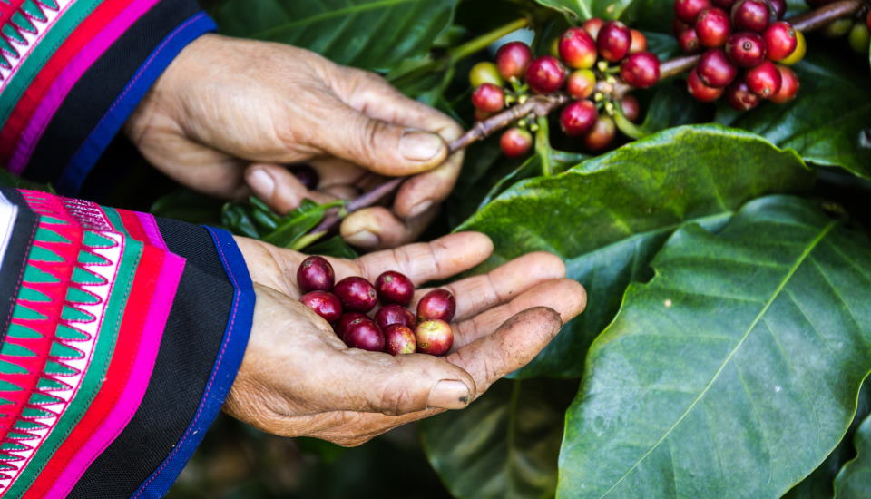 Coffee Tree