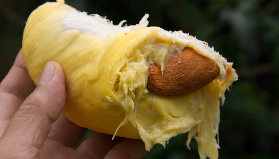 Tasty Durian Fruit