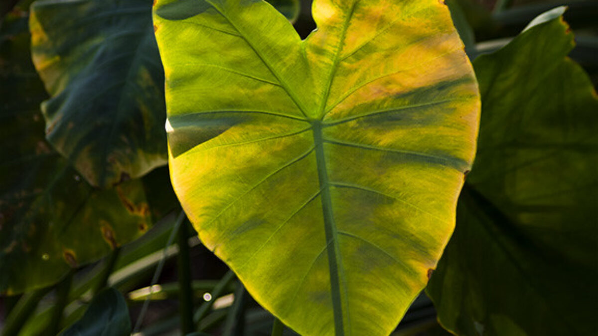 Elephant Ear Plant Leaves Turning Yellow