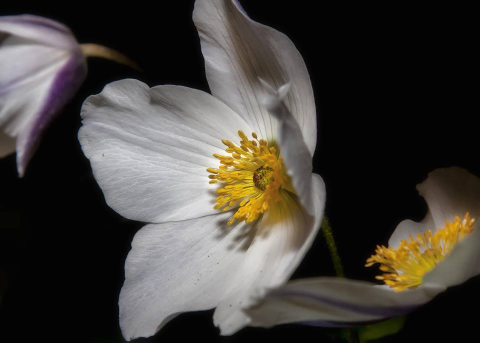 Hellebore (Helleborus Orientalis) : How to Grow & Care