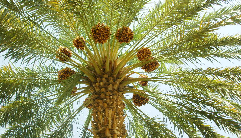 fruits that grow out of palm trees
