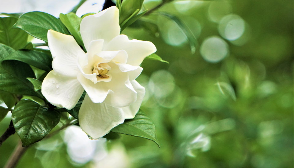 How Often Should You Water A Gardenia Plant PlantNative