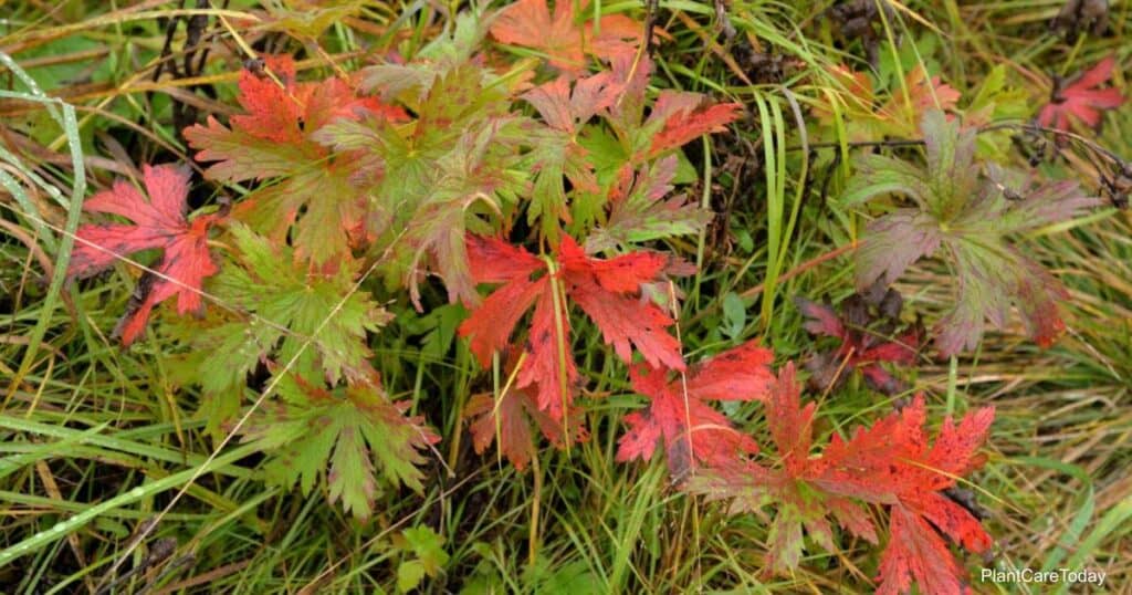 Causes And Solutions For Geranium Leaves Turning Red