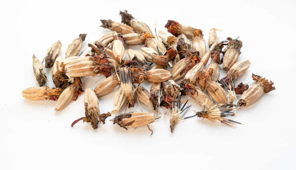 harvesting marigold seeds