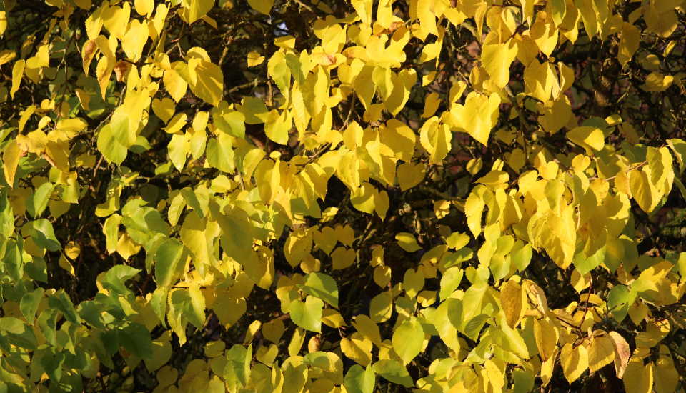 Hearts of Gold Redbud Tree