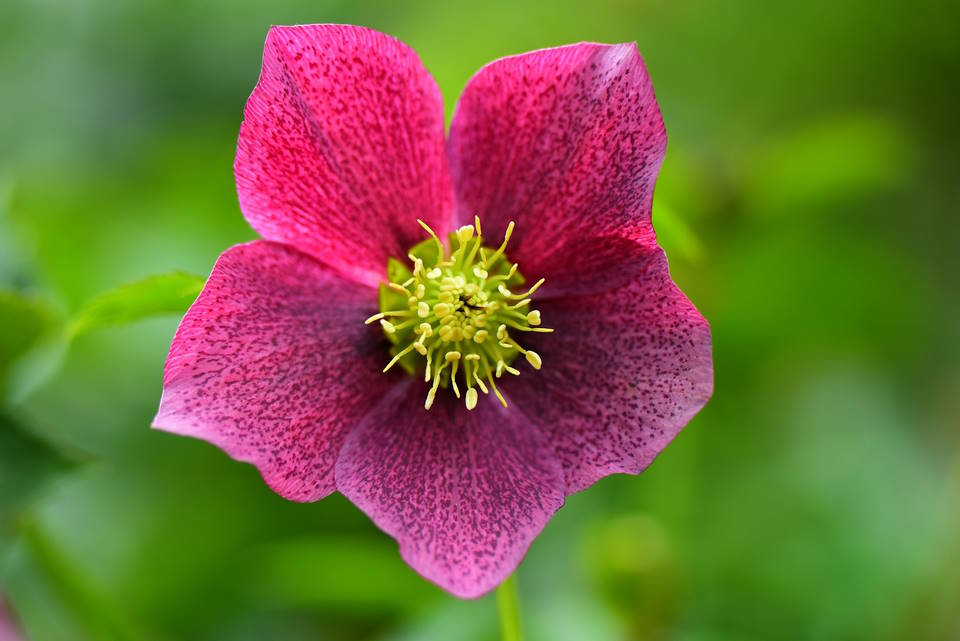 Hellebore (Helleborus Orientalis) : How to Grow & Care