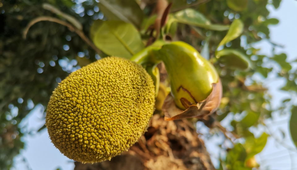 jackfruit