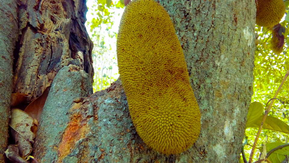 jackfruit