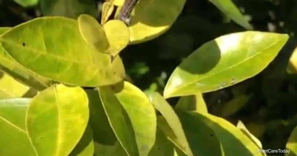 How to Prevent Lemon Tree Leaves From Turning Yellow