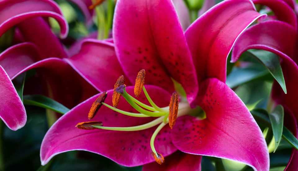 purple lilly, lilies
