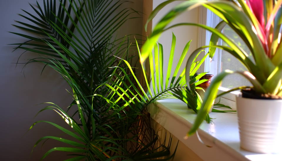 Indoor Majesty Palm