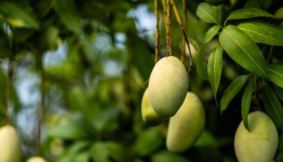 Mango Stone Fruits