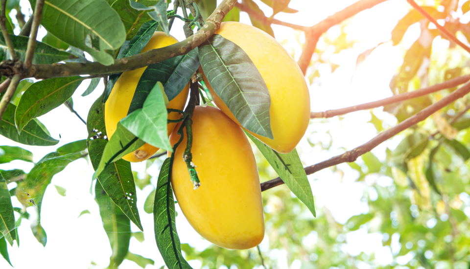 Mango Stone Fruit
