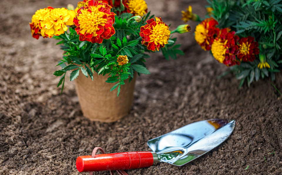 marigold plant