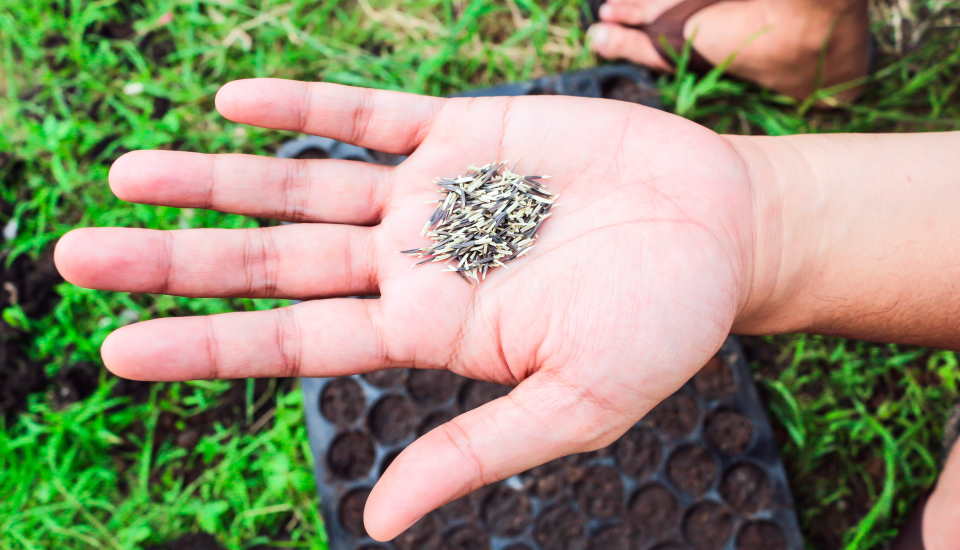 marigold seeds