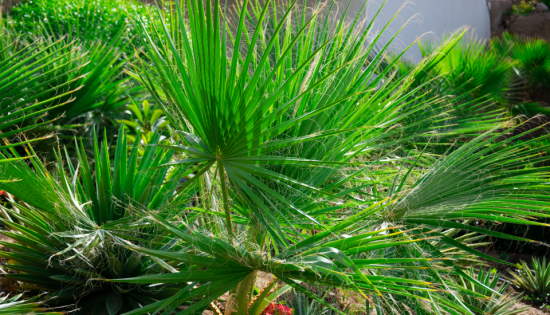 needle palm tree
