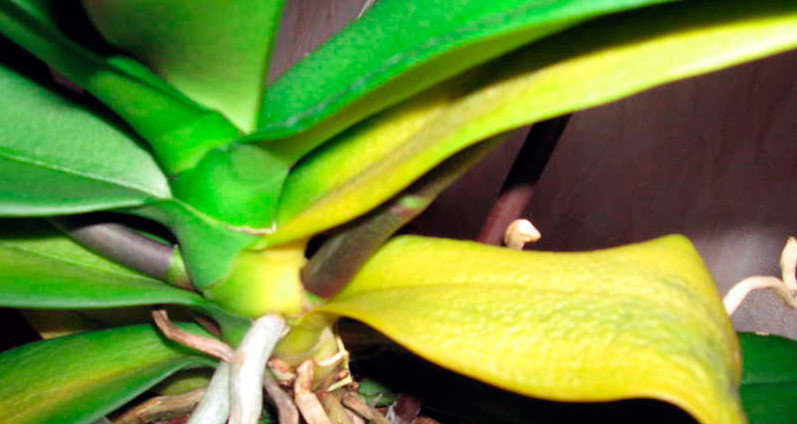 Orchid Leaves Turning Yellow – Reasons and Solutions
